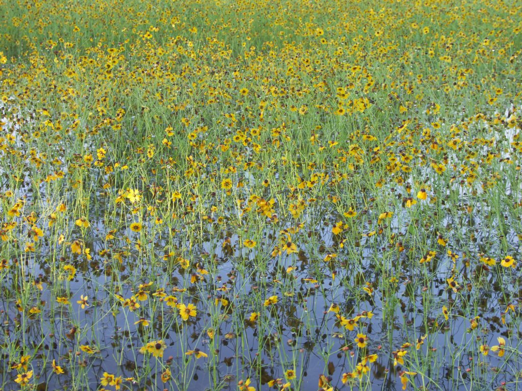 Wildflowers in standing water